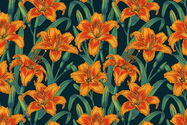 Orange lily flowers