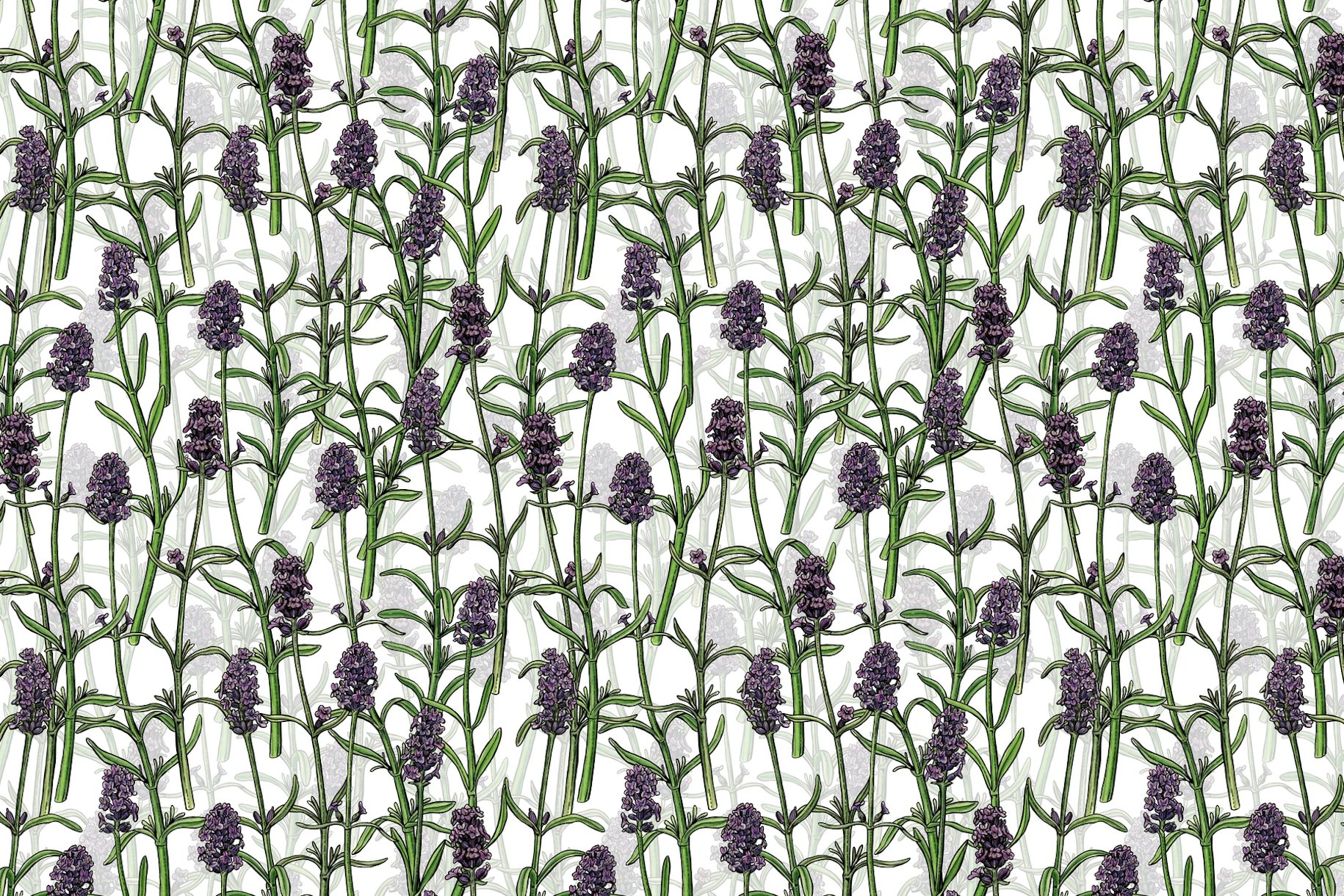 Lavender 3 wallpaper - Happywall