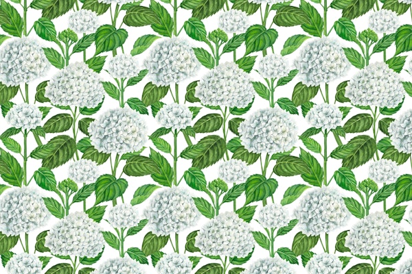 White hydrangea watercolor 3