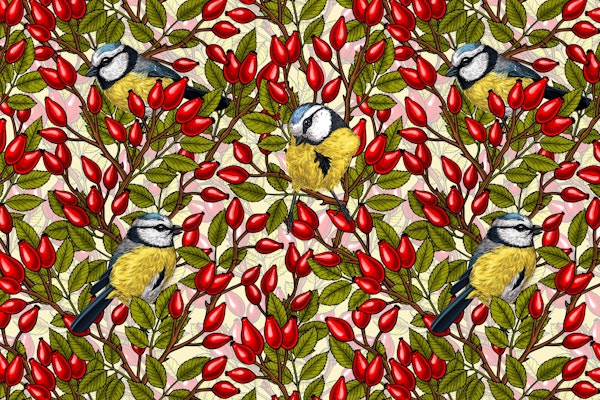 Birds and dog rose hips 2
