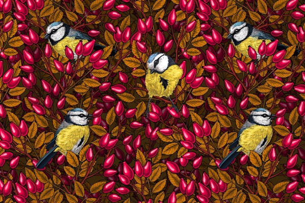 Birds and dog rose hips 4