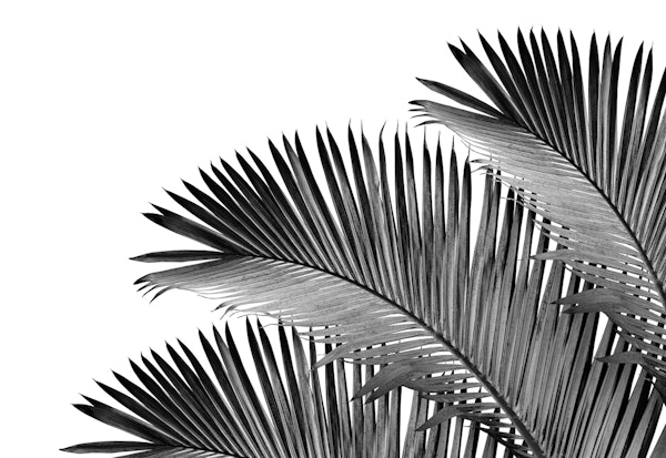 Palm Leaves Bliss 2