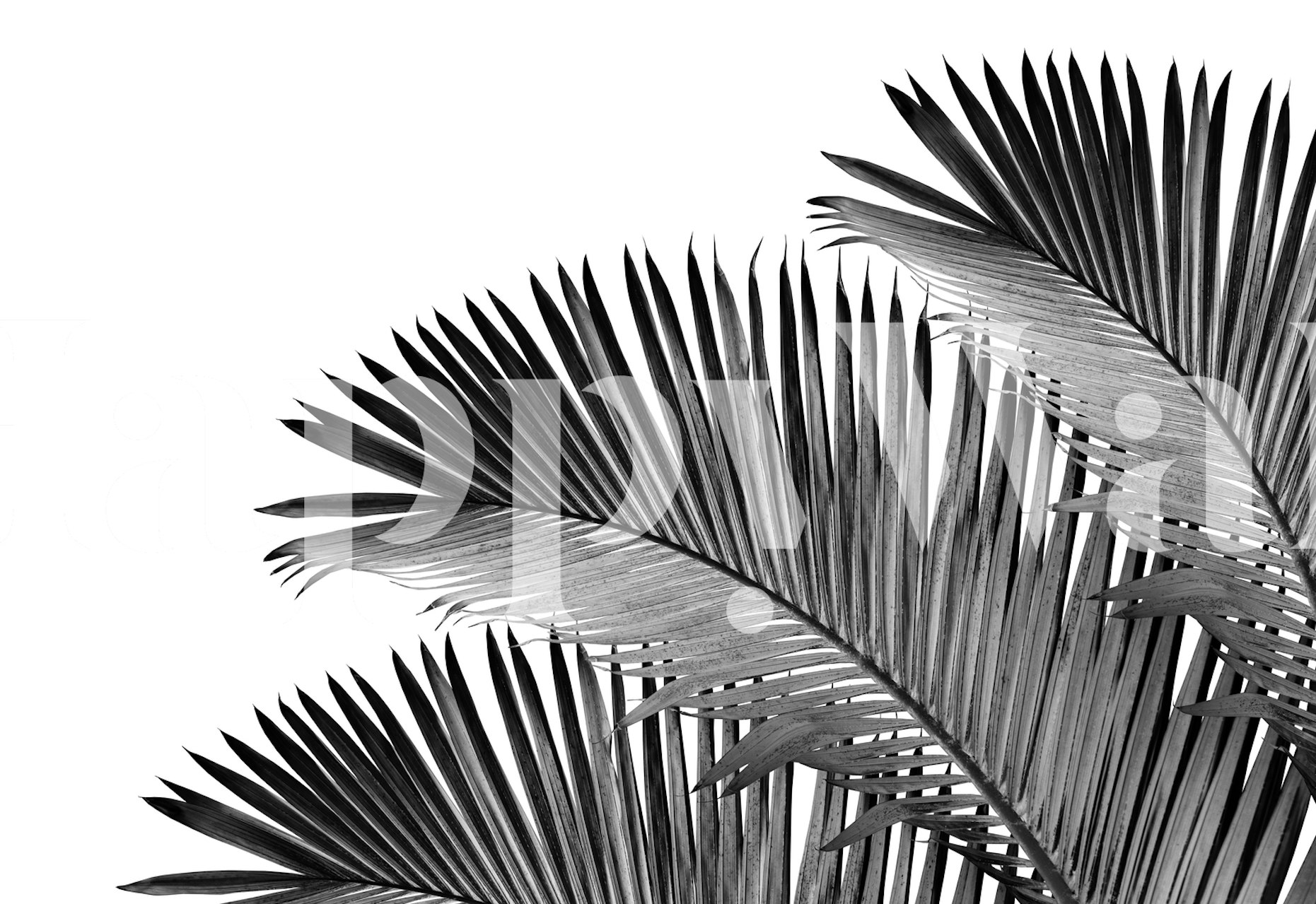 Palm leaves wallpaper in a room