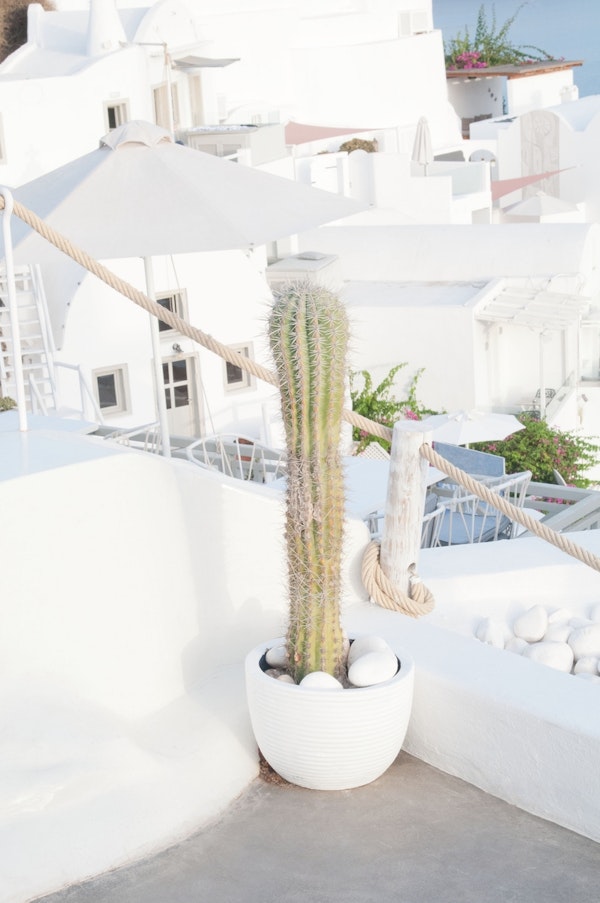 Santorini Cactus Dream 2