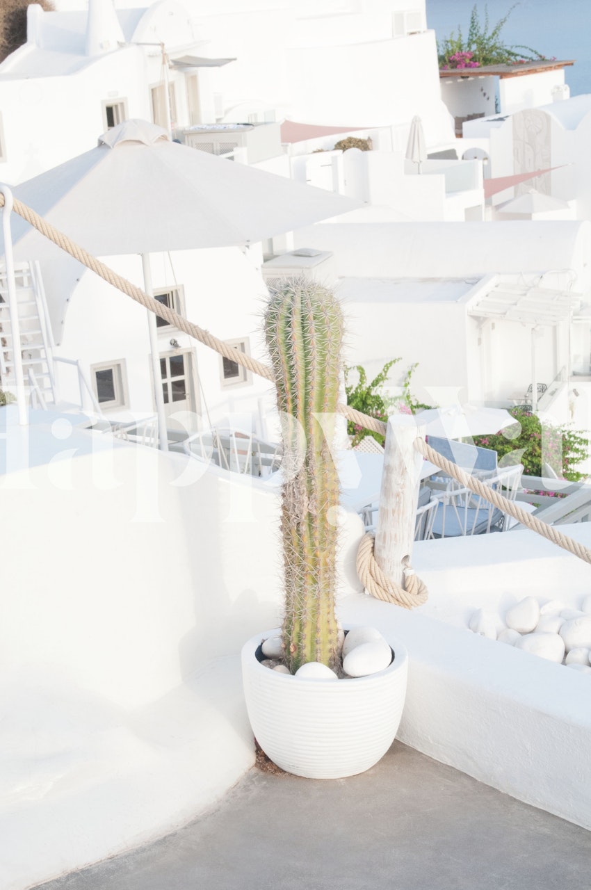 Tall cactus in a white pot against a white building background wallpaper