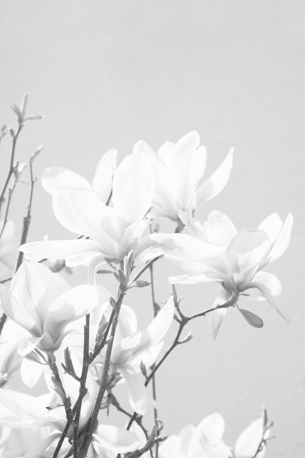Magnolias Black White 1