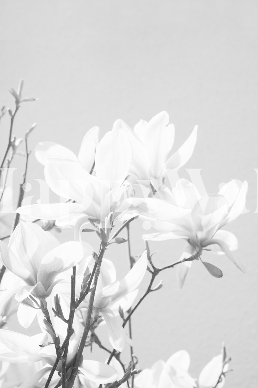 Magnolia flowers in black and white wallpaper
