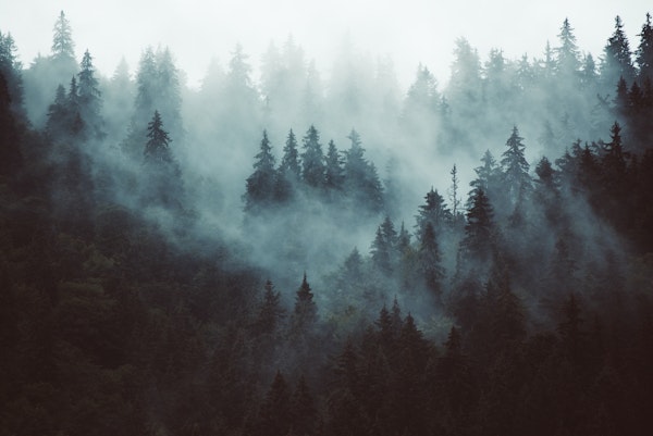 Misty vintage forest 