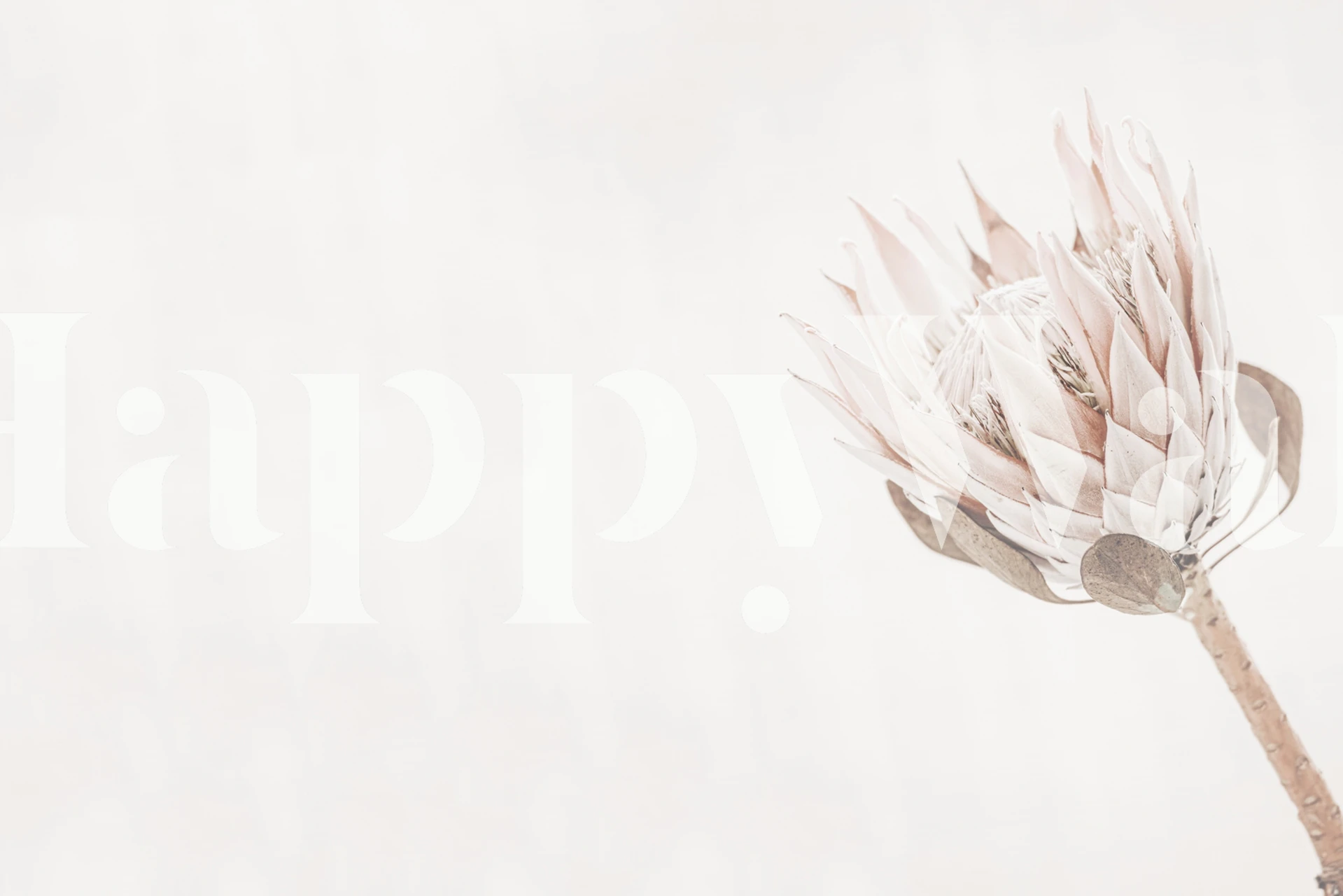 Protea Creme wall mural featuring a single pale protea bloom against a creamy background