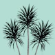 Palm Trees Cali Summer 4