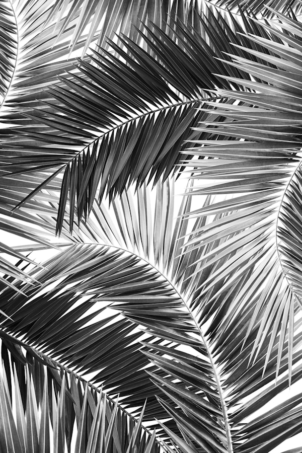 Palm Jungle Pattern 2