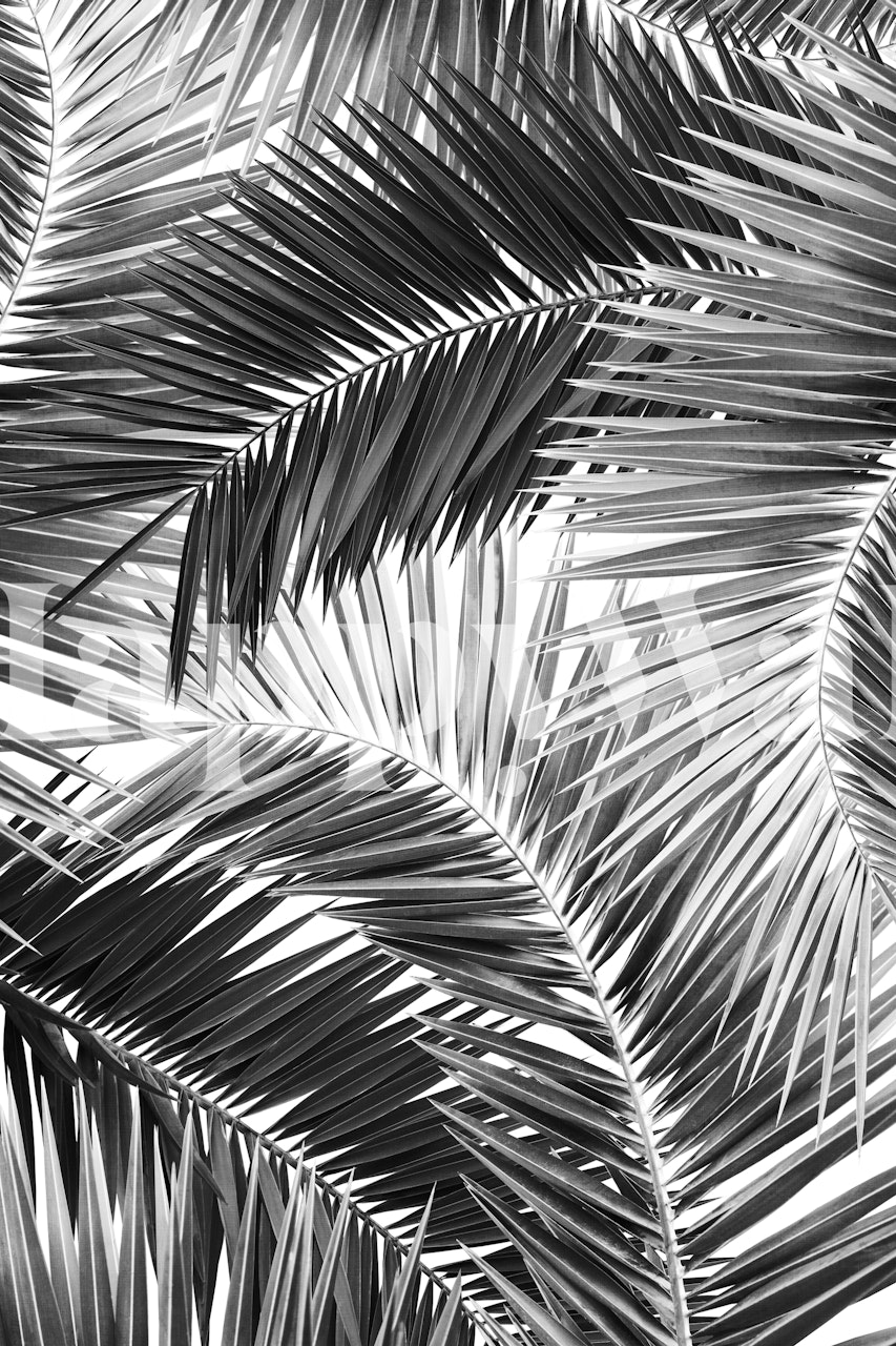 Monochrome palm leaf pattern wall mural for modern interior design