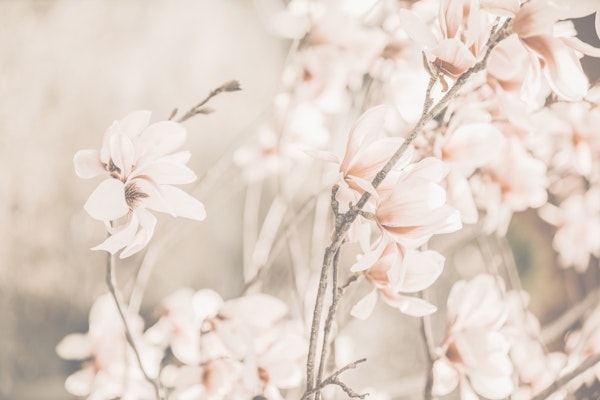 Magnolias Soft Dream