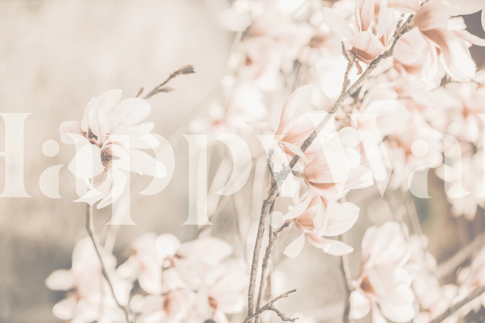 Magnolia flowers on branches in soft pink tones wallpaper
