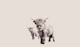 Highland Cows Beige