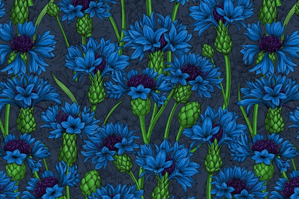 Cornflowers
