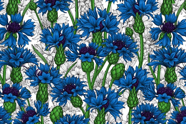 Cornflowers 2