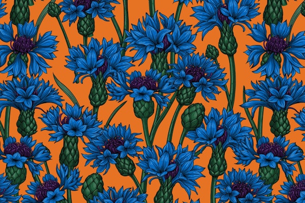 Cornflowers 3