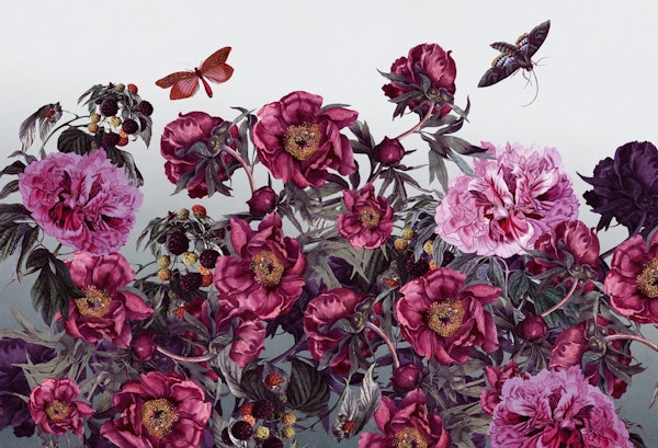 peonies garden flowers