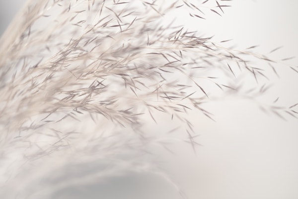 Soft Grass Fading White