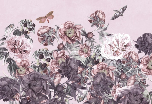 peonies blooming in light pink