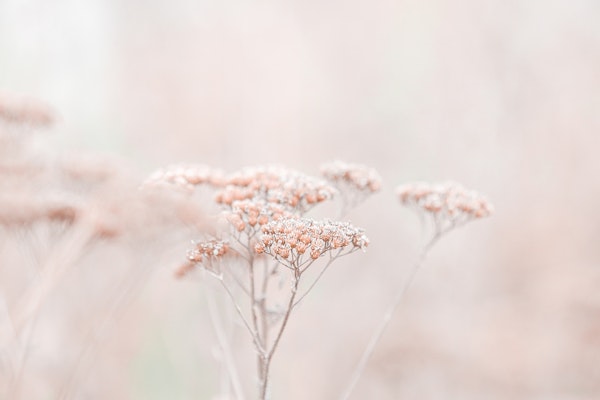Wildflowers Soft Beige Iceland