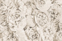 Peony Flowerwall Beige Creme tapete