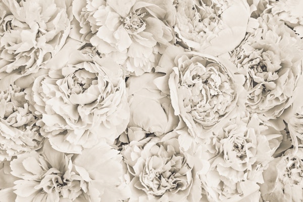 Peony Flowerwall Beige Creme