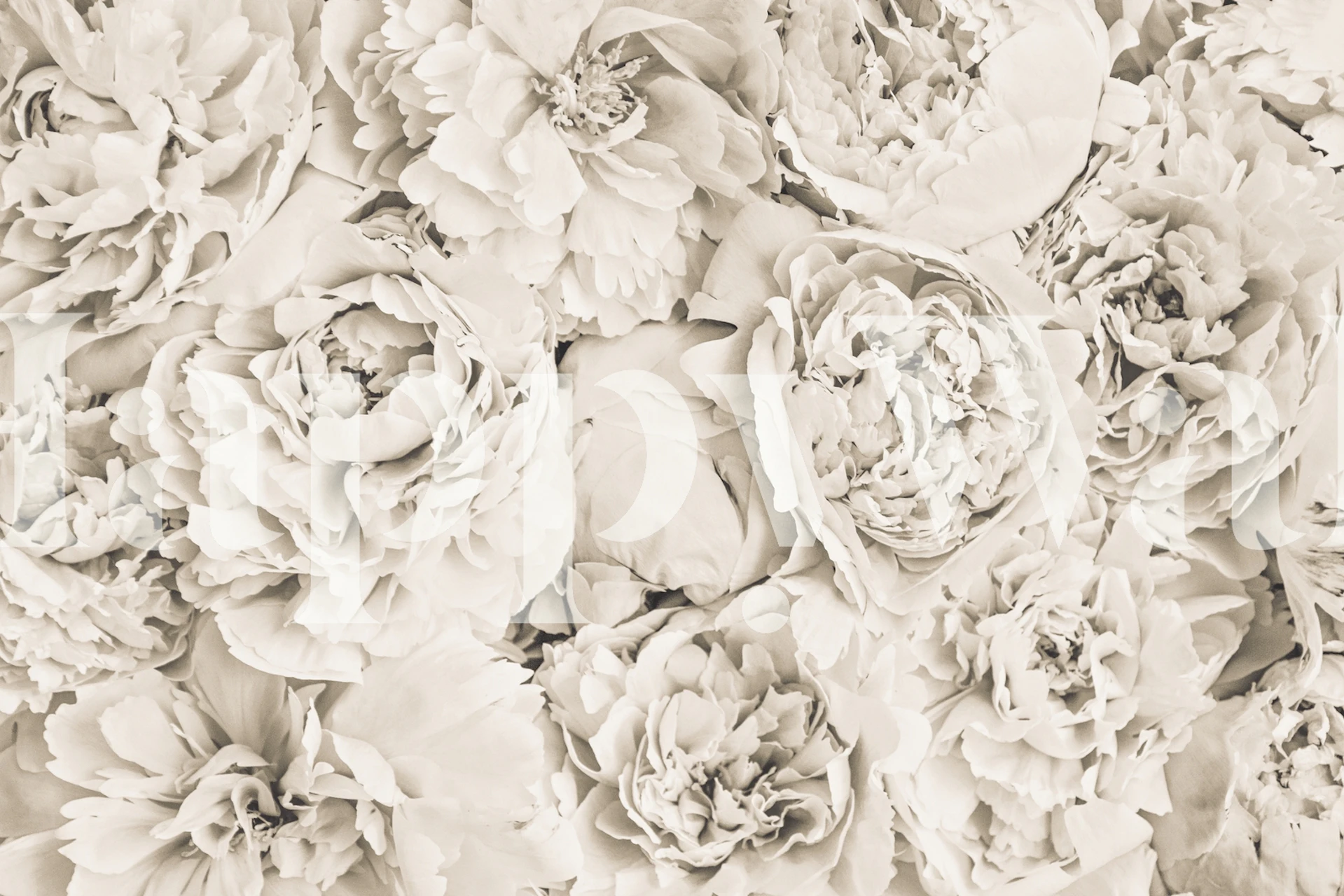 Fototapete mit Pfingstrosen-Blumenmuster in Beige und Creme