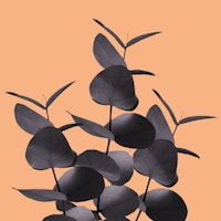 Eucalyptus Black Orange 1 ταπετσαρία