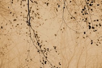 leaves and branches cozy brown papiers peint