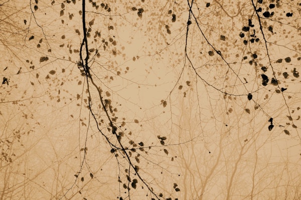 leaves and branches cozy brown