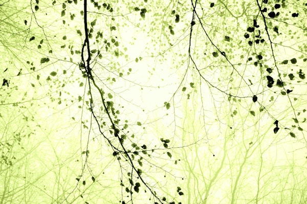 leaves and branches limegreen