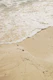 Mexican Ocean Beauty 3