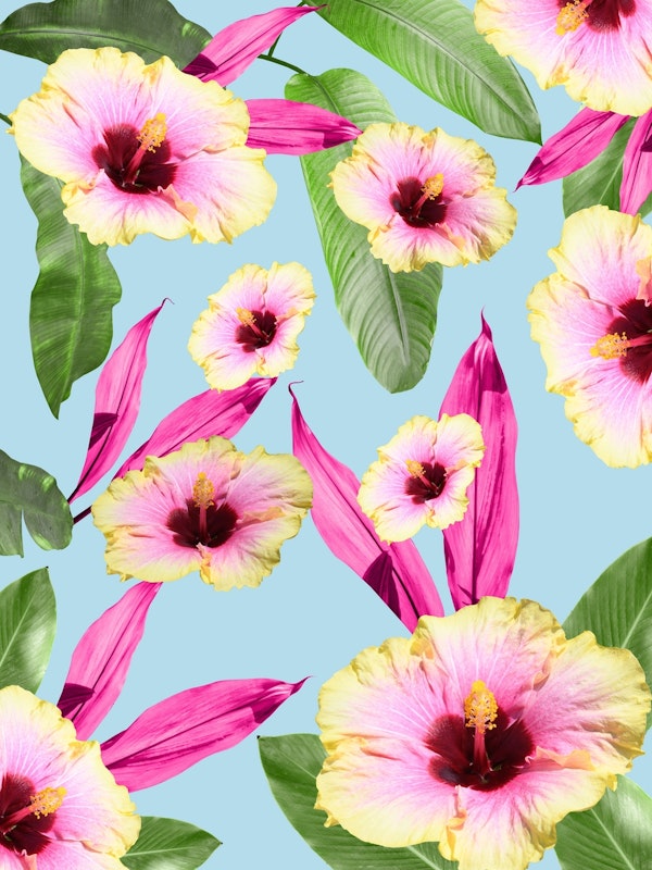 Flowery Hibiscus Dream 1