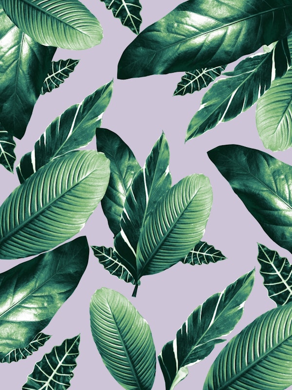 Caribbean Leaves Dream 1