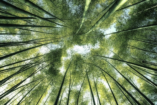Bamboo Grove