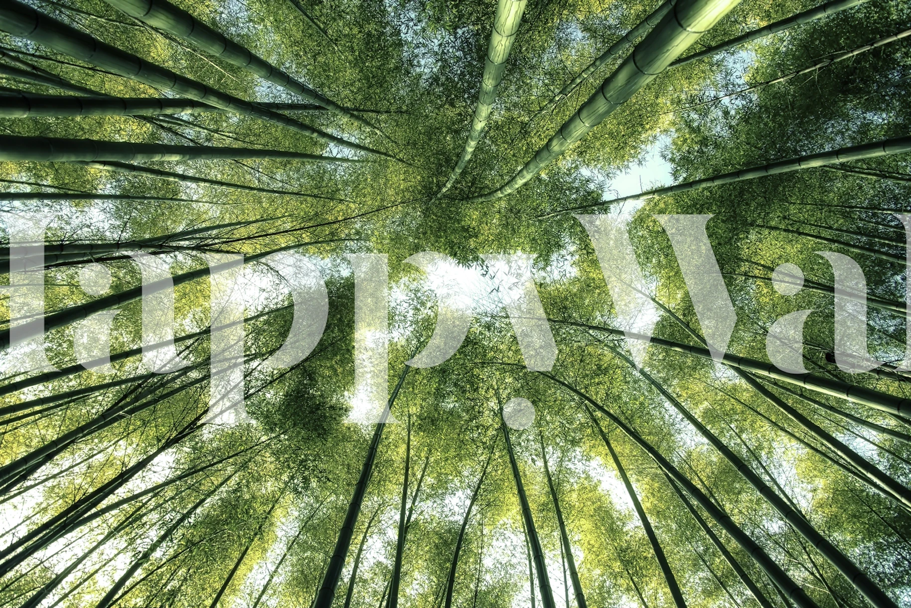 Bamboo Grove wallpaper - Happywall