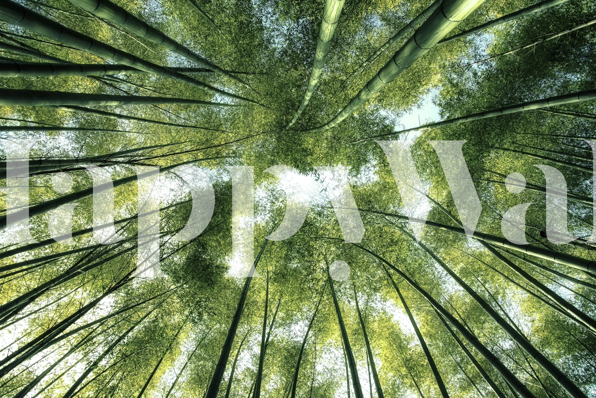 Vertical bamboo trees against a bright sky wallpaper