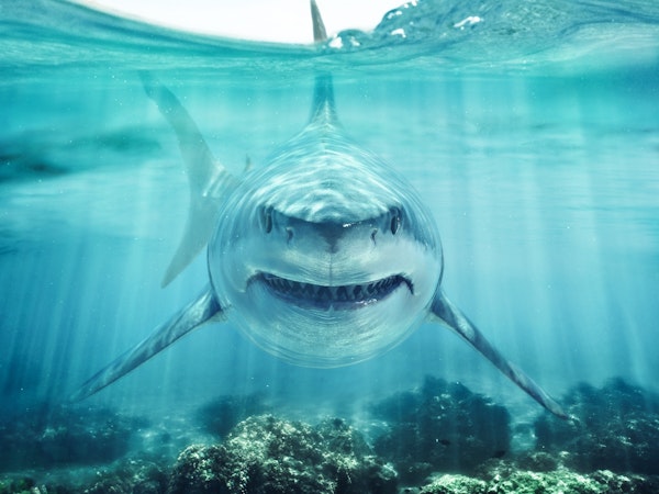 Great white shark II
