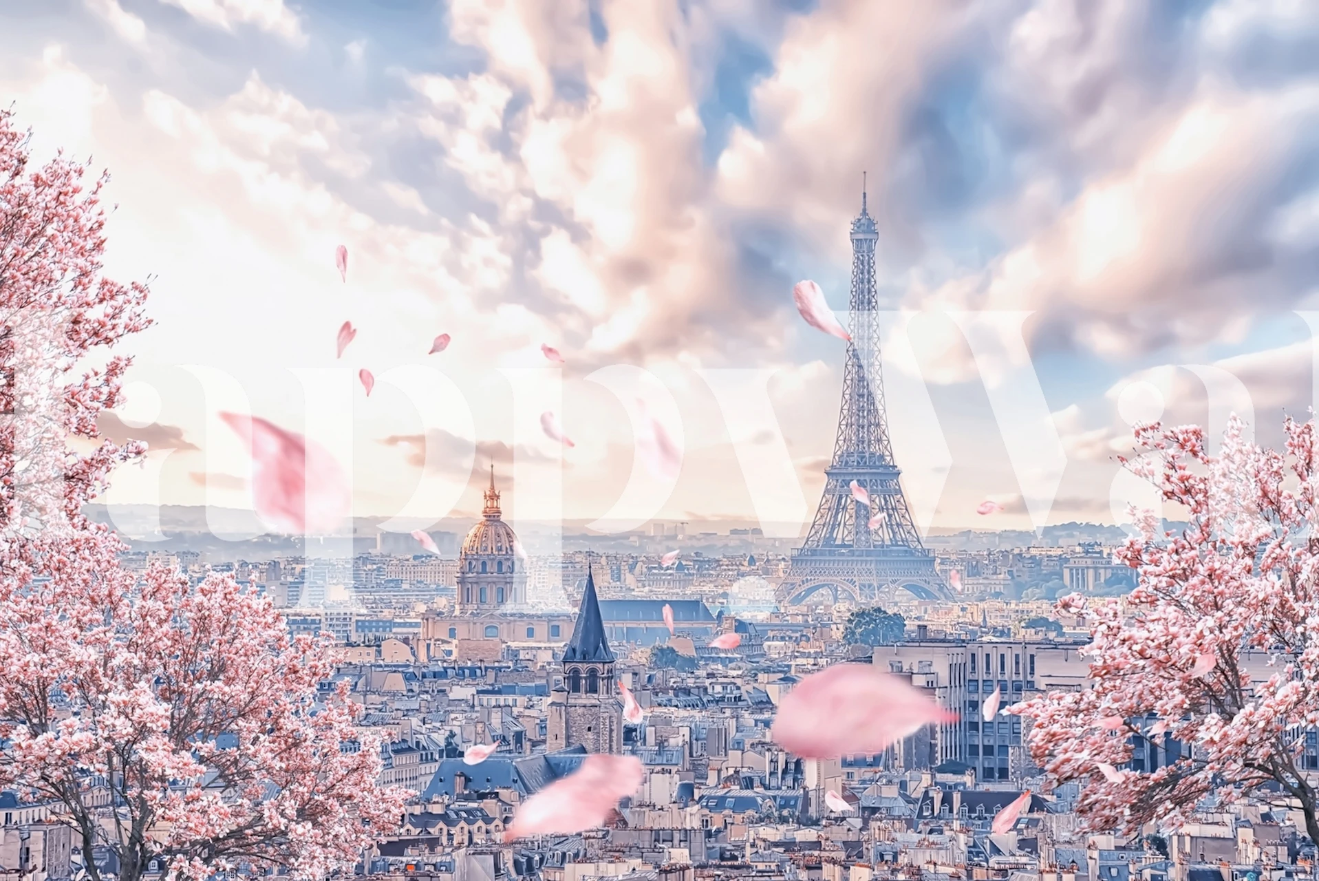 Cherry blossoms with pink petals near Eiffel Tower wallpaper