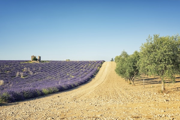 Fields in Provence