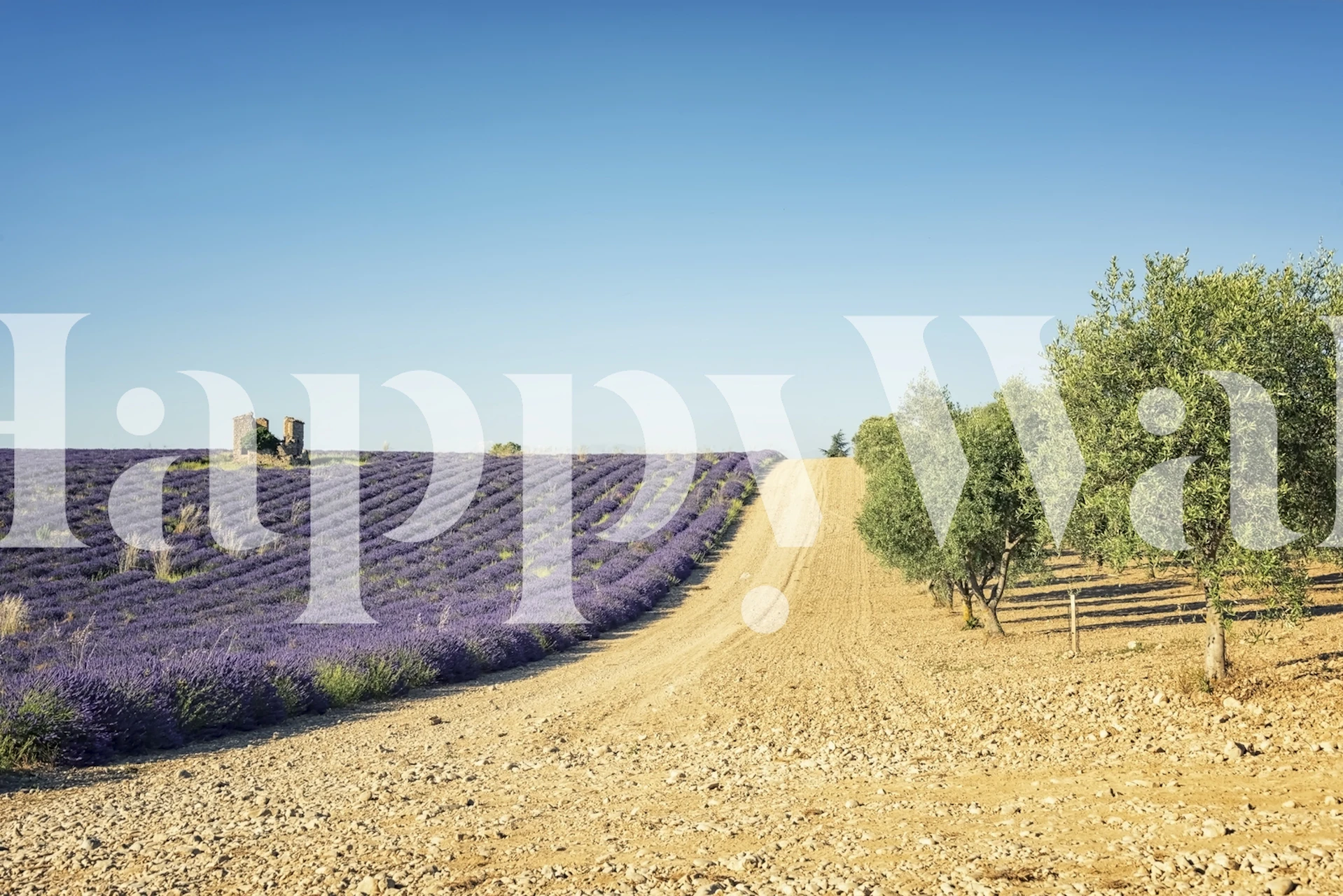 Lavender fields with blue sky wall mural