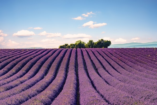 Valensole