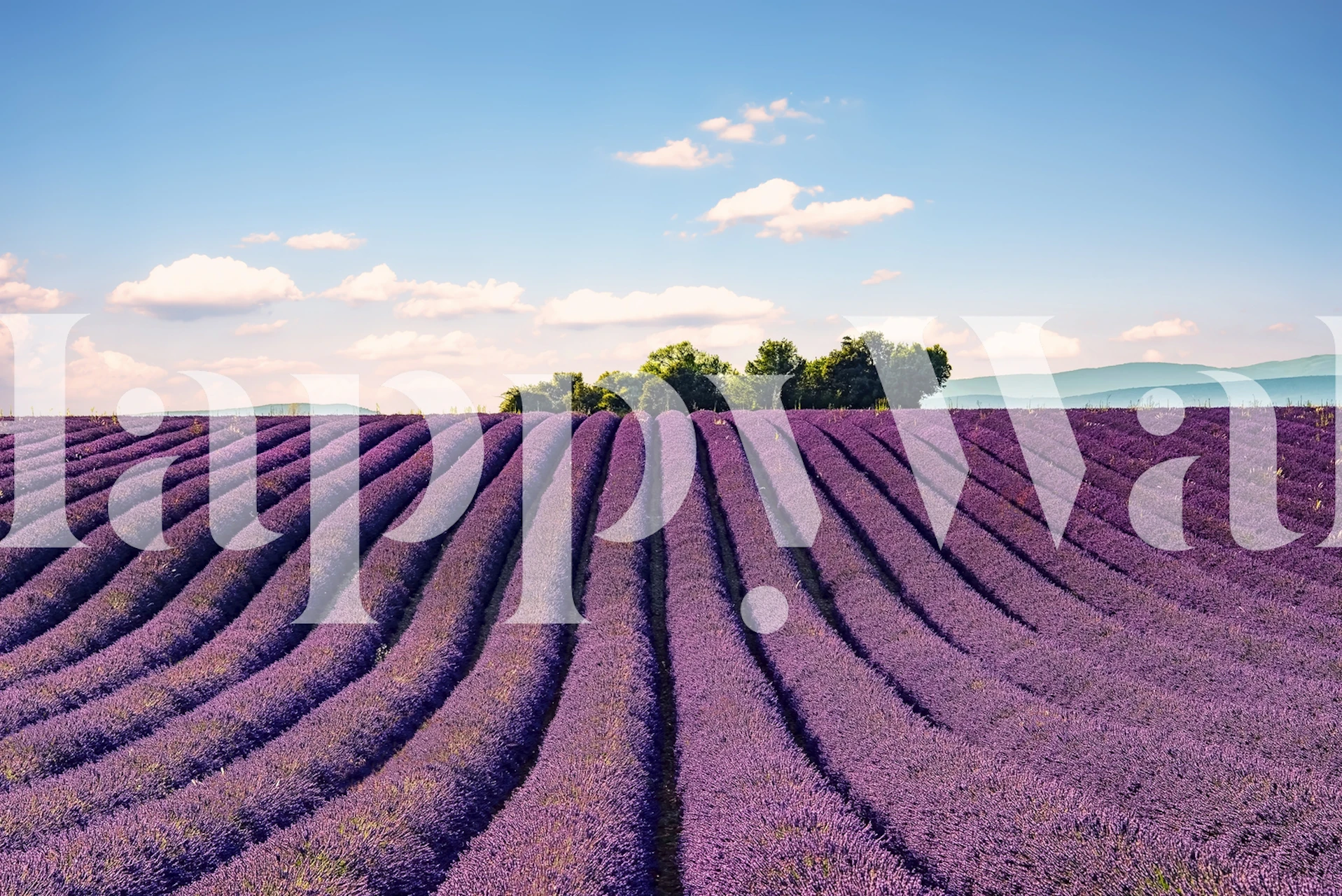Purple lavender fields under a blue sky wallpaper