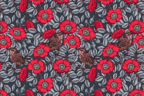 Wrens in the roses 3