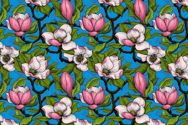 Blooming magnolia on blue