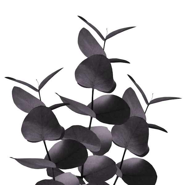 Eucalyptus Leaves Black 1