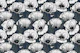 White poppy garden