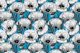 White poppy garden 2